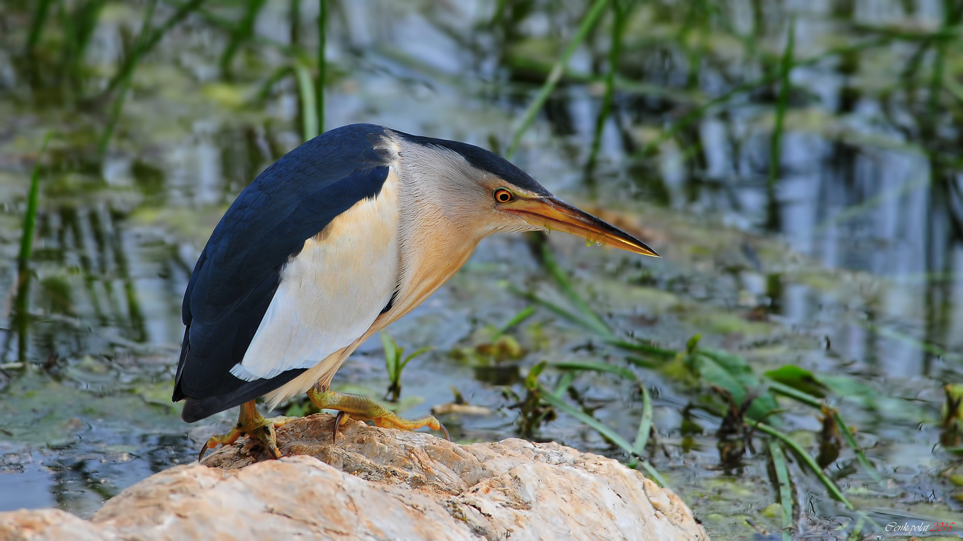 Little Bittern